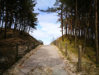 Empty road along trees and plants