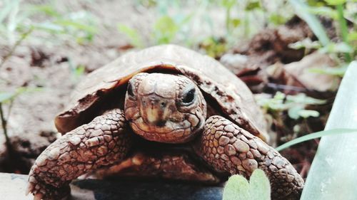 Close-up of tortoise