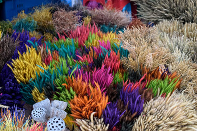 Close-up of multi colored flowers