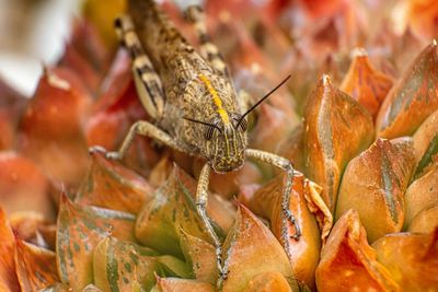 Close-up of insect on leaves