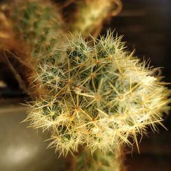 Close-up of cactus plant