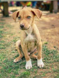 Portrait of puppy on field