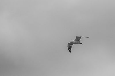 Low angle view of seagull flying against clear sky