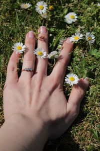 Close-up of hand holding flowering plants in field