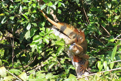 Close-up of bird perching on tree