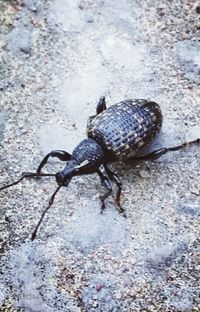 High angle view of insect on ground