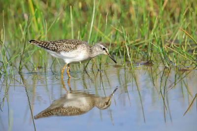 A wood sandpiper up close