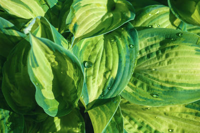Green hosta leaves with water drops in sunlight