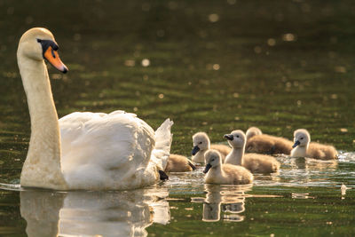 Swan with cygnets swimming in lake