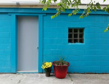 Potted plant against blue wall of building