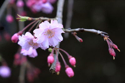 Close-up of pink cherry blossoms in spring