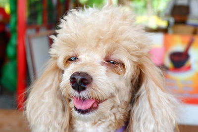 Close-up portrait of dog