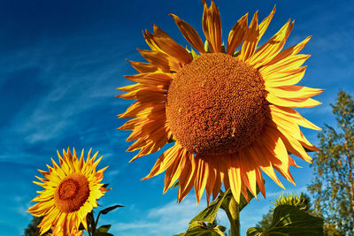 Close-up of sunflower against sky