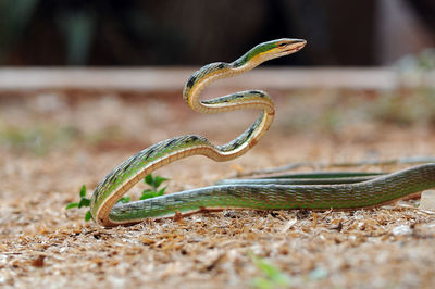 Close-up of snake on field