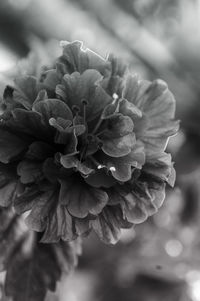 Close-up of flowers