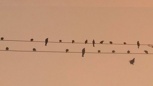 Low angle view of birds flying against sky during sunset