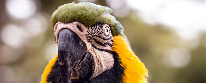 Close-up of a bird