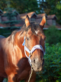 Close-up of horse