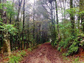 Dirt road in forest