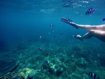 View of fishes swimming in sea