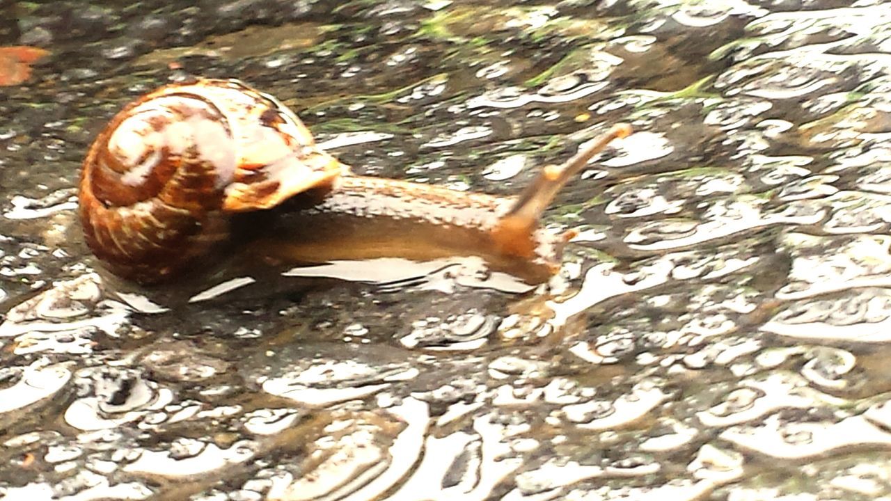 CLOSE-UP OF SNAIL WITH WATER