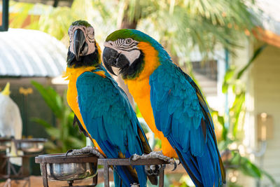 Close up beautiful macaw parrot