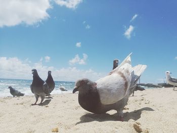 View of birds on beach