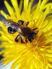 Close-up of bee pollinating on yellow flower