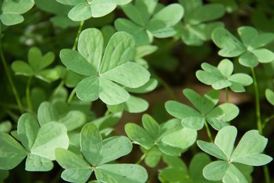 Close-up of leaves