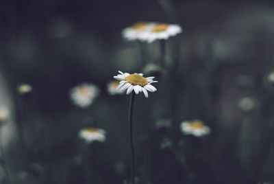 Close-up of white daisy