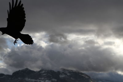 Low angle view of bird flying in sky