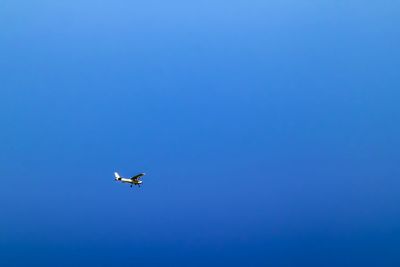 Low angle view of airplane flying in sky