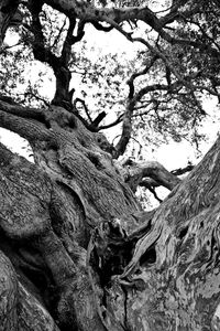 Low angle view of bare trees