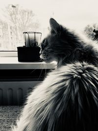 Close-up of a cat looking away at home