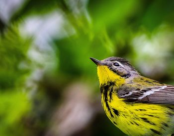 Close-up of a bird