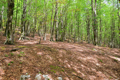 Trees in forest