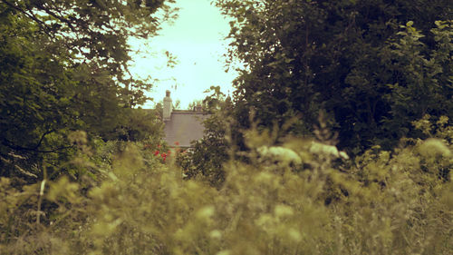 Plants and trees in park
