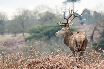 Deer on grassy field