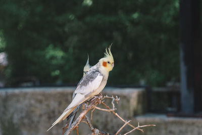 Two parrots perching