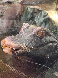 Close-up of crocodile in water