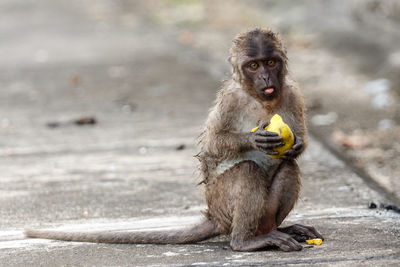 Portrait of monkey eating fruit sitting outdoors