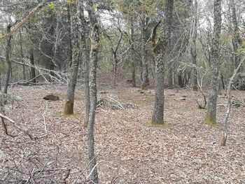 View of trees in forest