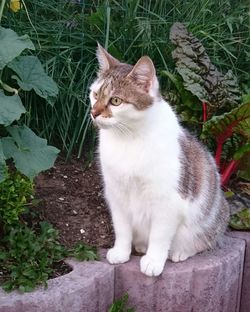 High angle view of cat on grass