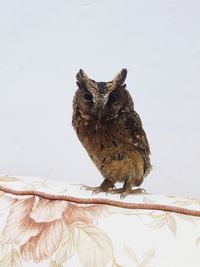 Close-up of owl perching on wall