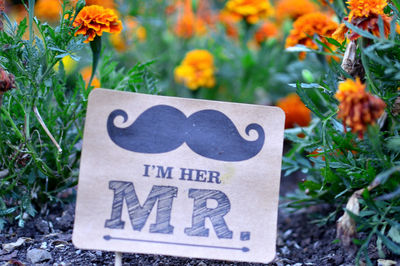 Close-up of text on plant