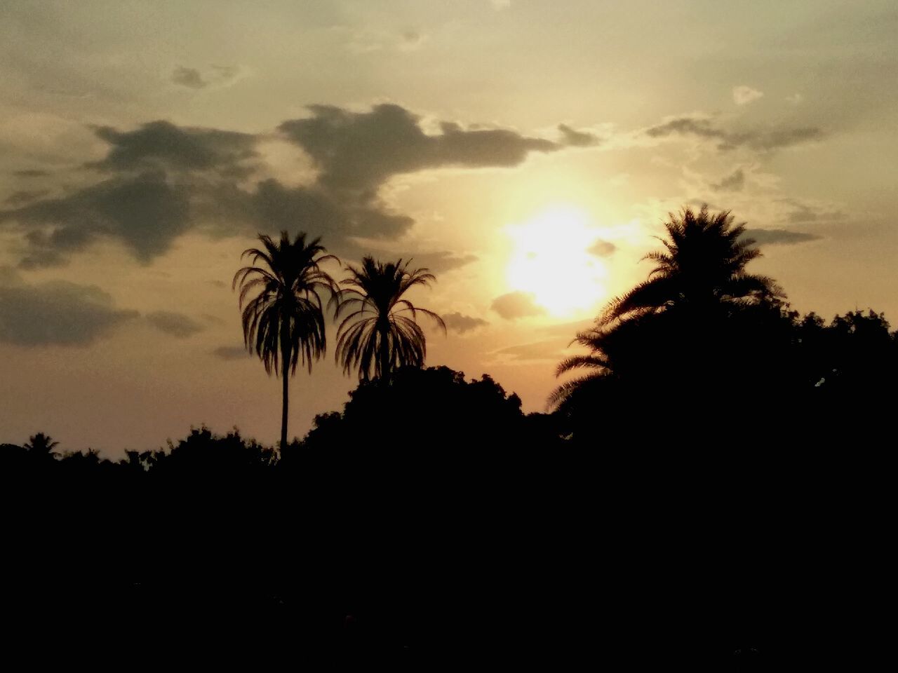 sunset, silhouette, tree, sky, nature, beauty in nature, scenics, palm tree, tropical climate, idyllic, tranquil scene, growth, landscape, outdoors, no people