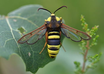 Close-up of butterfly on leaf