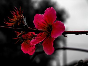 Close-up of red hibiscus blooming outdoors