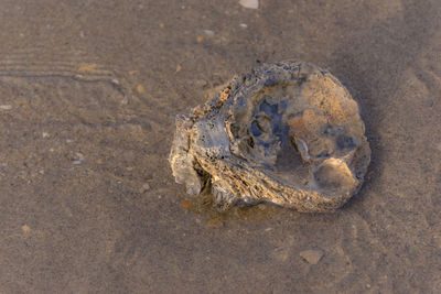 Close-up of crab on beach