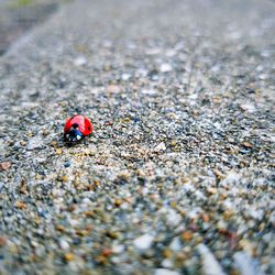 Close-up of ladybug on leaf